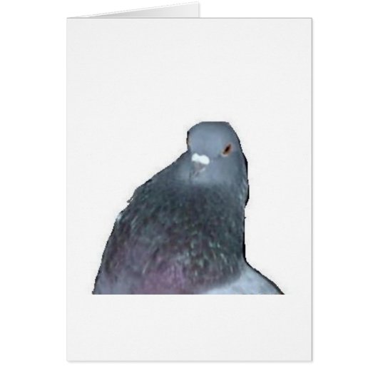 Pigeon (Front)