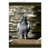Pigeon (Front)