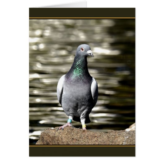 Pigeon (Front)