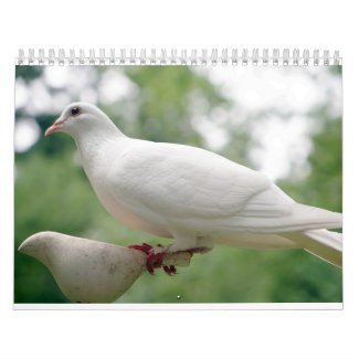 Pigeon and Doves Birds Lovers Photography