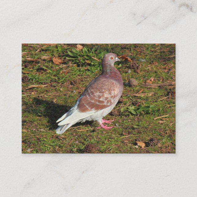 Pigeon at Roath Park Lake Cardiff Business Card (Front)
