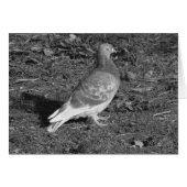 Pigeon at Roath Park Lake Cardiff (BW) (Front Horizontal)