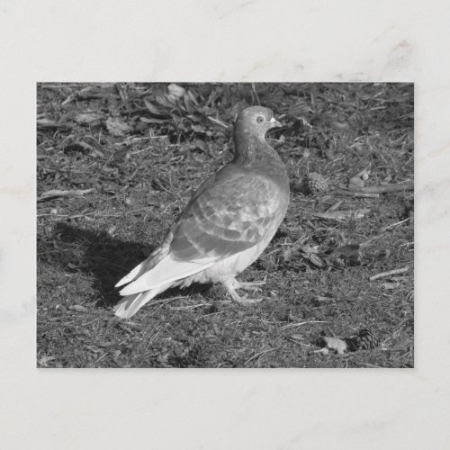 Pigeon at Roath Park Lake Cardiff BW Postcard