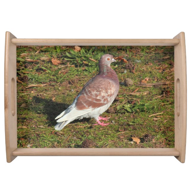Pigeon at Roath Park Lake Cardiff Serving Tray (Front)