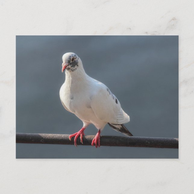 Pigeon, At Roath Park Lake, Cardiff, Wales Postcar Postcard (Front)