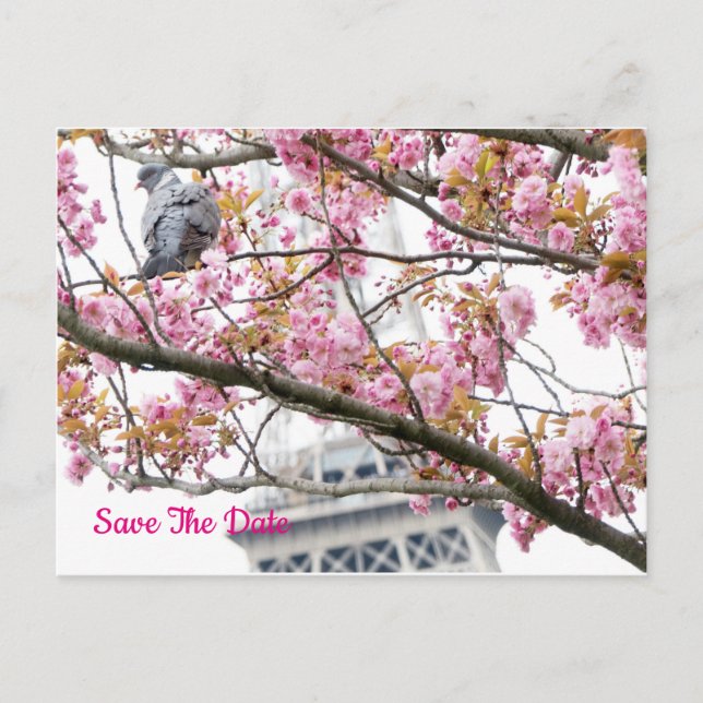 Pigeon Bird Eiffel Save The Date Tower Postcard (Front)