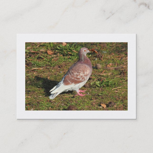 Pigeon (Bordered) Business Card (Front)