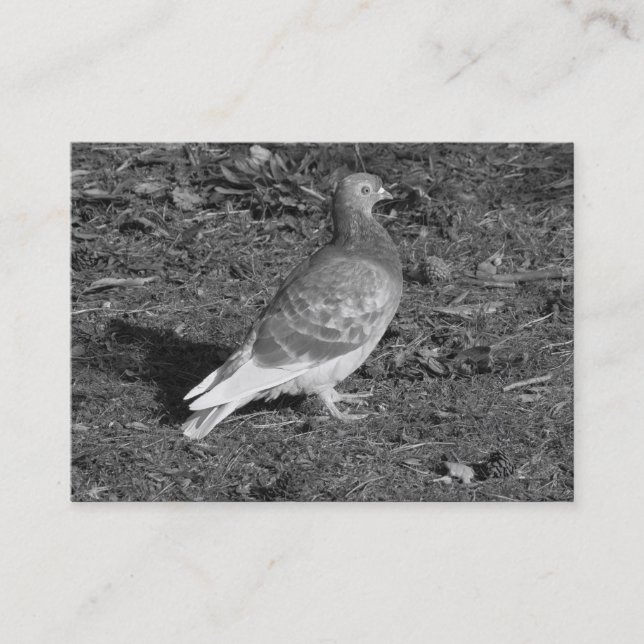 ‎Pigeon BW Business Card (Front)