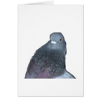 Pigeon Card