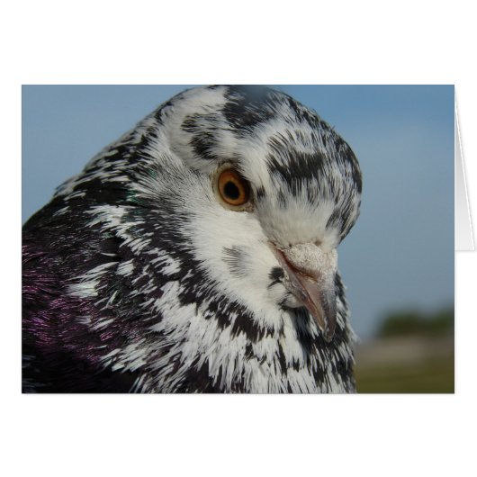 Pigeon Cards (Front Horizontal)