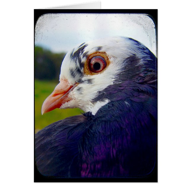 Pigeon Cards (Front)