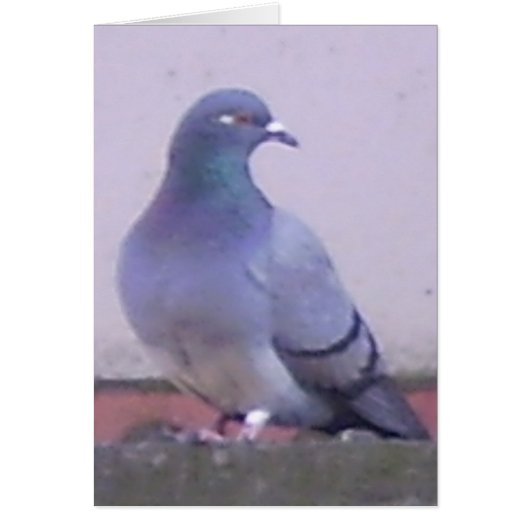 Pigeon Cards (Front)