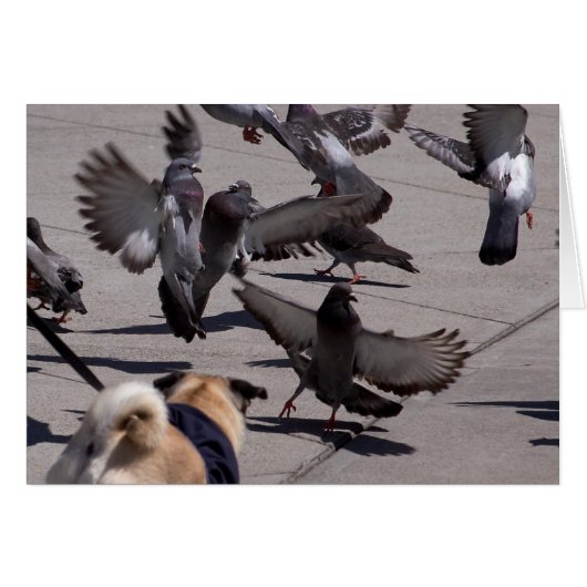 Pigeon Cards (Front Horizontal)