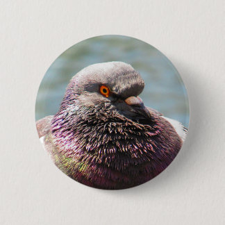 Pigeon Close Up Button