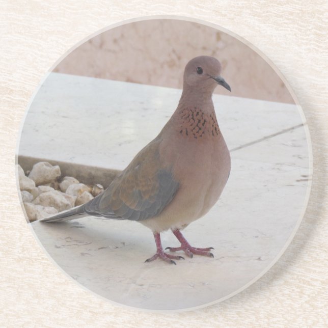 Pigeon coaster (Front)
