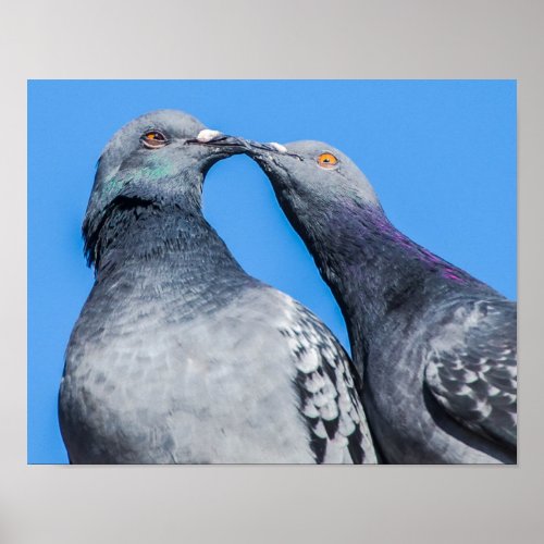 Pigeon Couple Kissing Poster