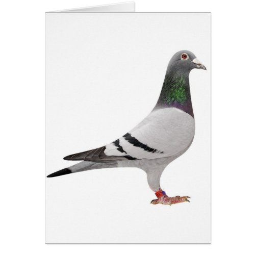 pigeon design