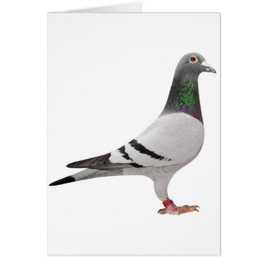 pigeon design cards (Front)