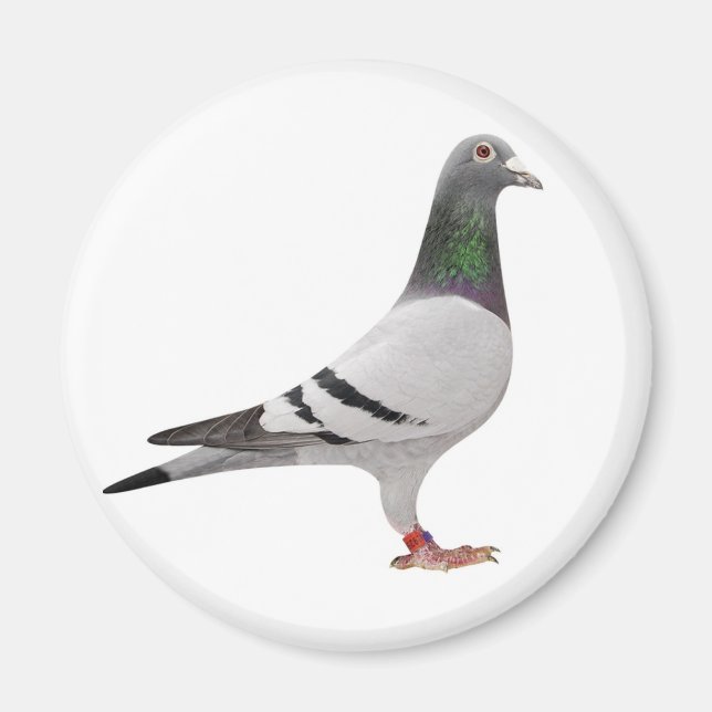 pigeon design magnet (Front)