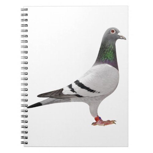 pigeon design notebook