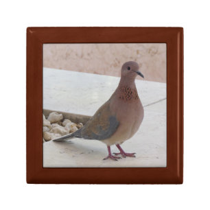 Pigeon gift / jewelry / trinket / keepsake box