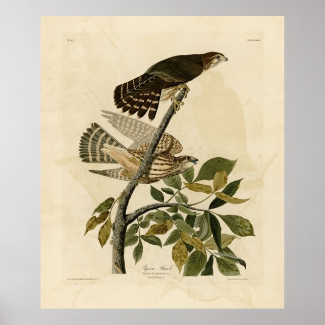 Pigeon Hawk (Merlin) - Audubon's Birds of America Poster (Front)