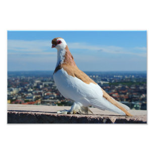 Pigeon in Budapest Photo Print