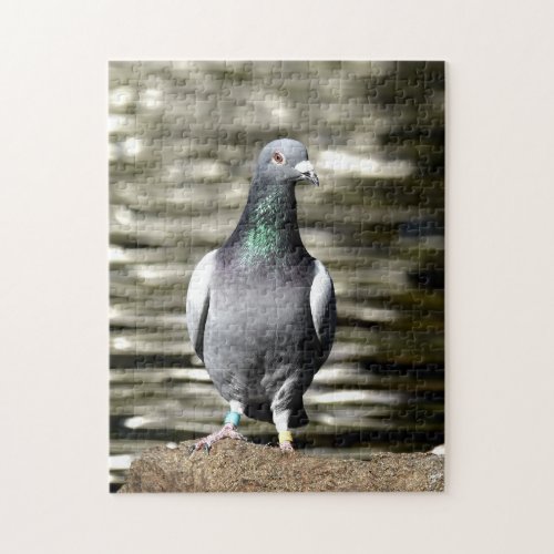 Pigeon Jigsaw Puzzle