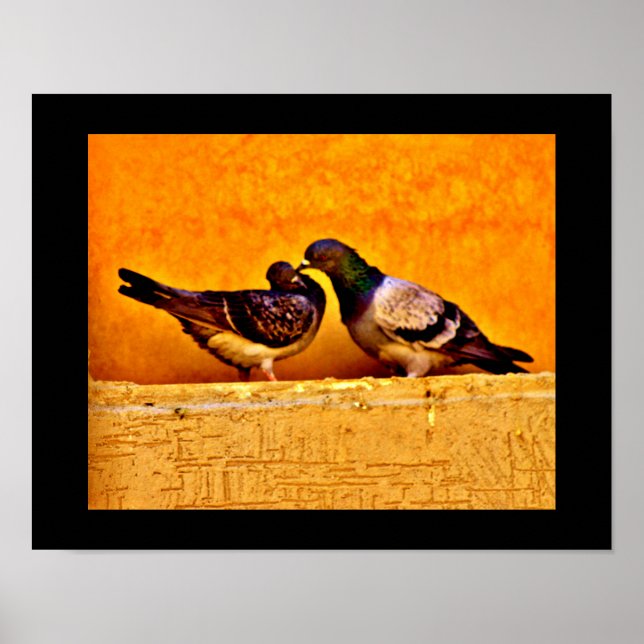 Pigeon Love Poster (Front)