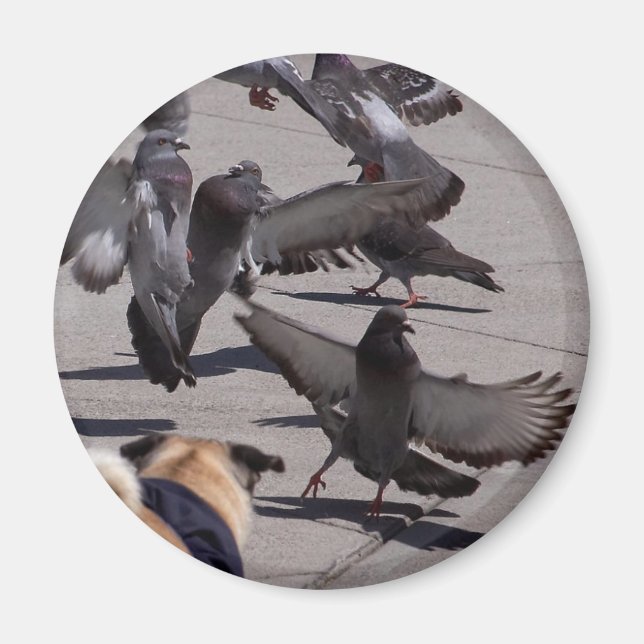 Pigeon Magnet (Front)