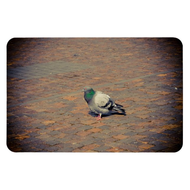 Pigeon Magnet (Horizontal)