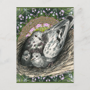 Pigeon Nest Postcard