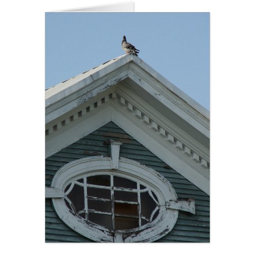 Pigeon on Old House