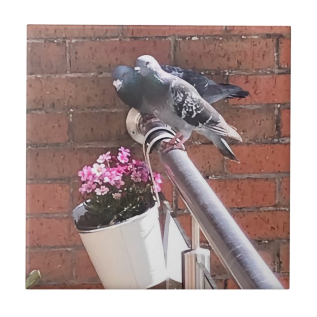 Pigeon Pair and Red Saxifrage Flowers   Ceramic Tile (Front)