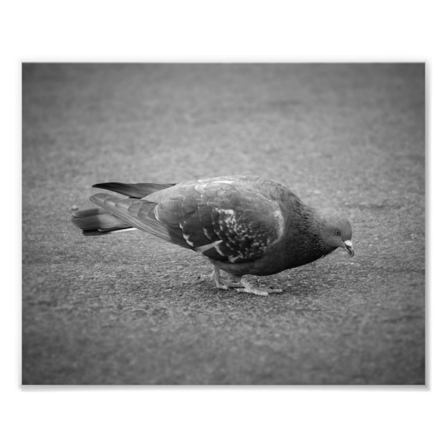 Pigeon Photo Print (Front)