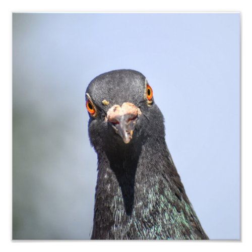 Pigeon  photo print
