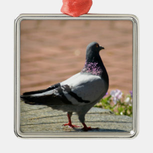 Pigeon Photograph Metal Ornament