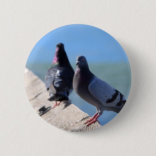 Pigeon Pinback Button (Front)