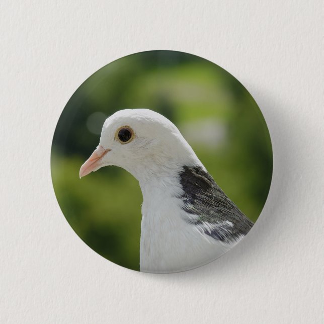 Pigeon Pinback Button (Front)