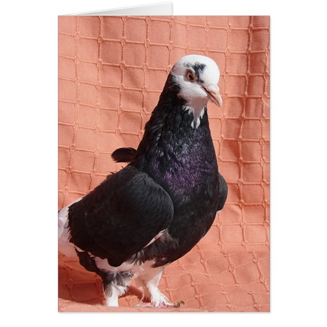 Pigeon Portrait Cards (Front)