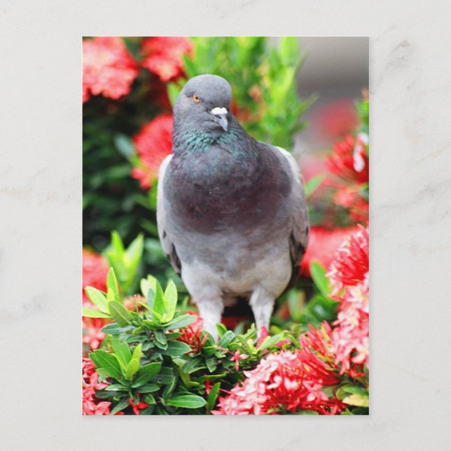 Pigeon Postcard (Front)