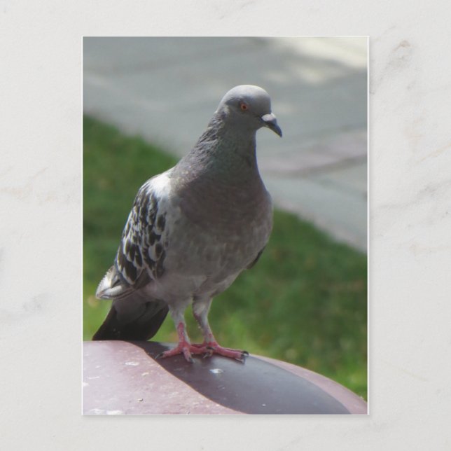 Pigeon Postcard (Front)