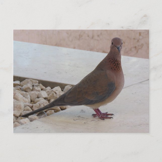 Pigeon postcard, customize postcard (Front)