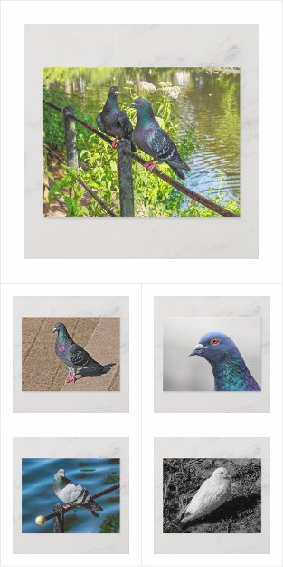 Pigeon Postcards