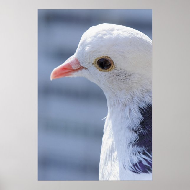 Pigeon Poster (Front)