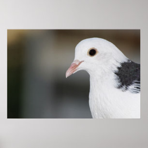 Pigeon Poster