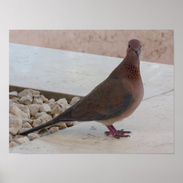 Pigeon poster, customizable poster (Front)