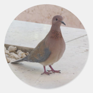 Pigeon stickers