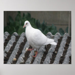 Pigeon Toed - White Pigeon Print