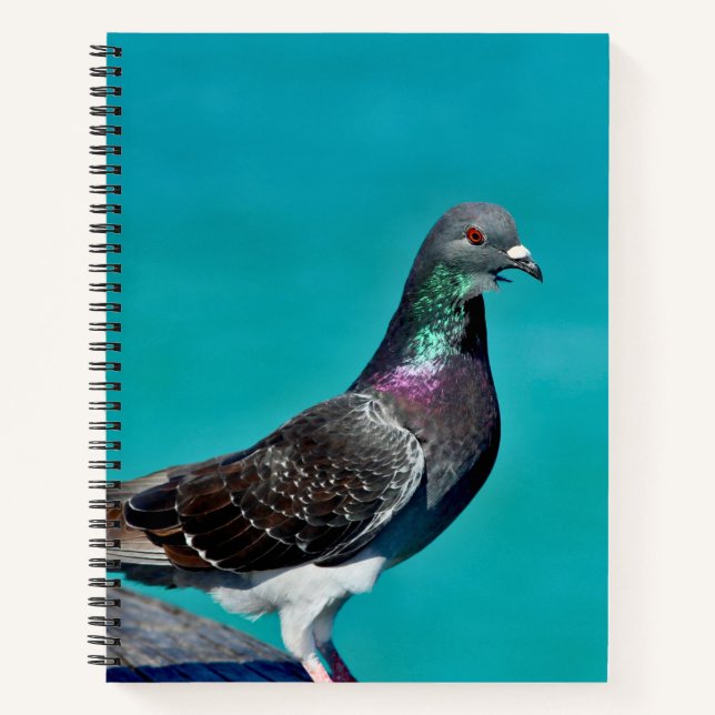 Pigeon With A View Notebook (Front)